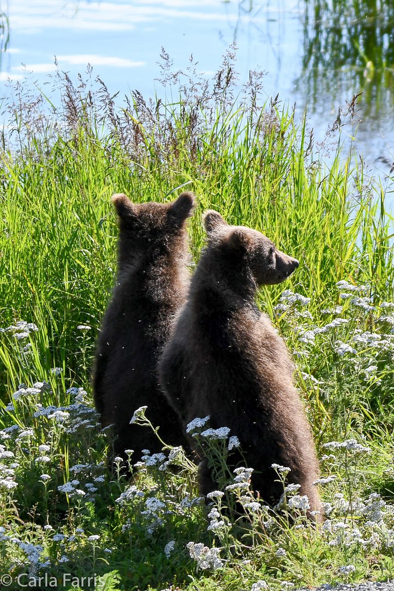 Beadnose's (409) cubs