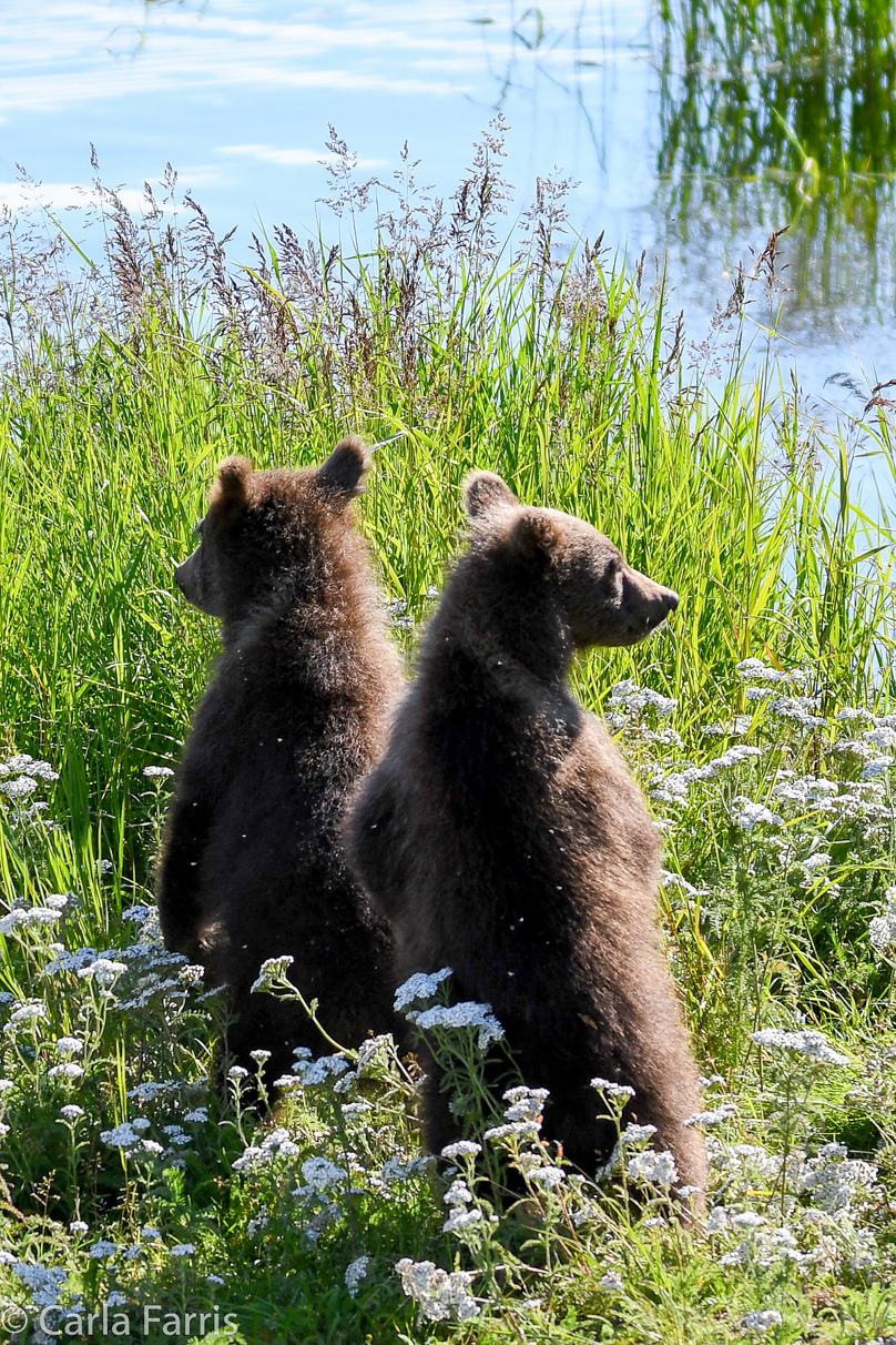 Beadnose's (409) cubs