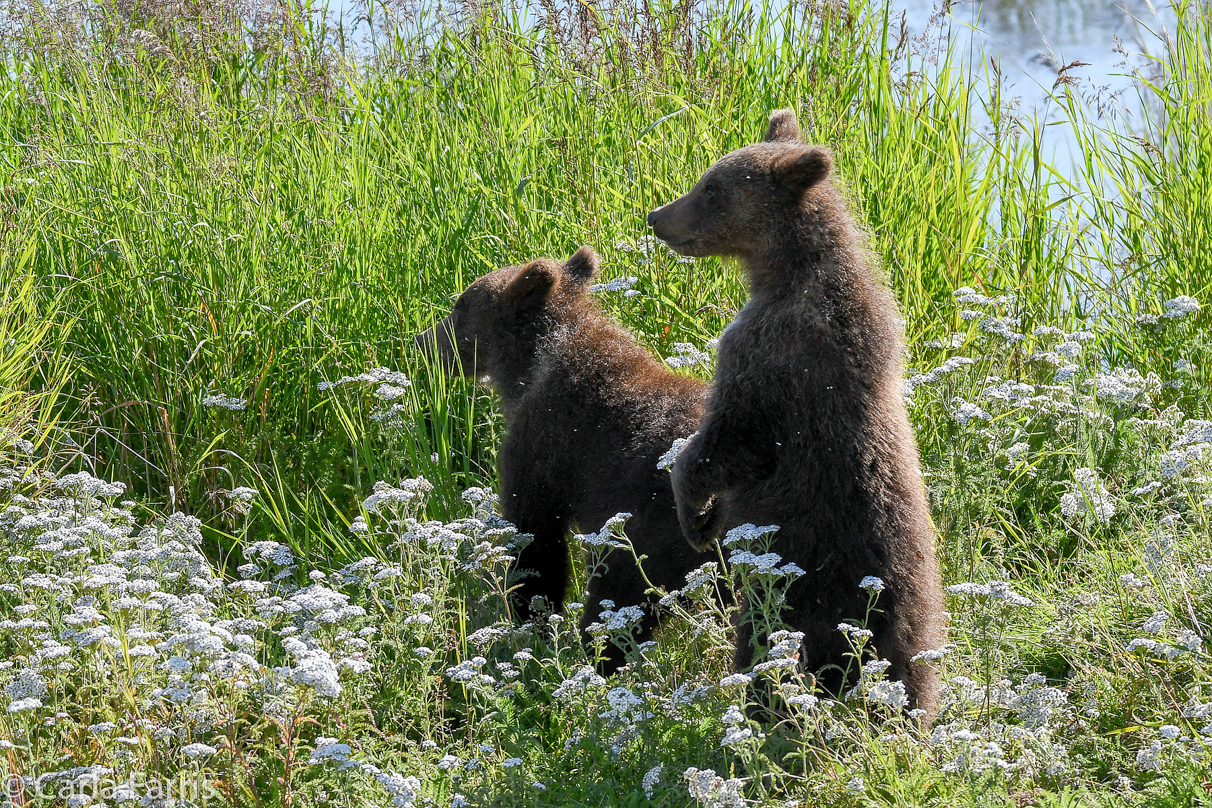 Beadnose's (409) cubs