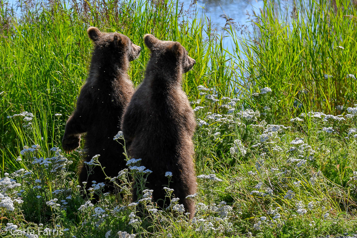 Beadnose's (409) cubs