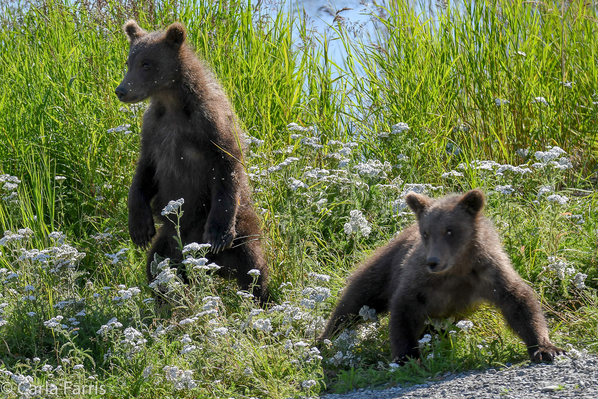 Beadnose's (409) cubs