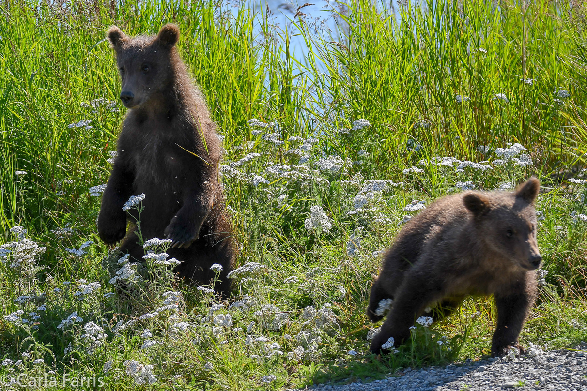 Beadnose's (409) cubs