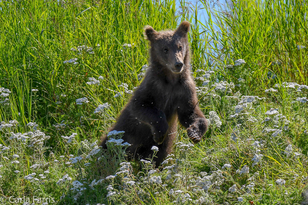 Beadnose's (409) cubs