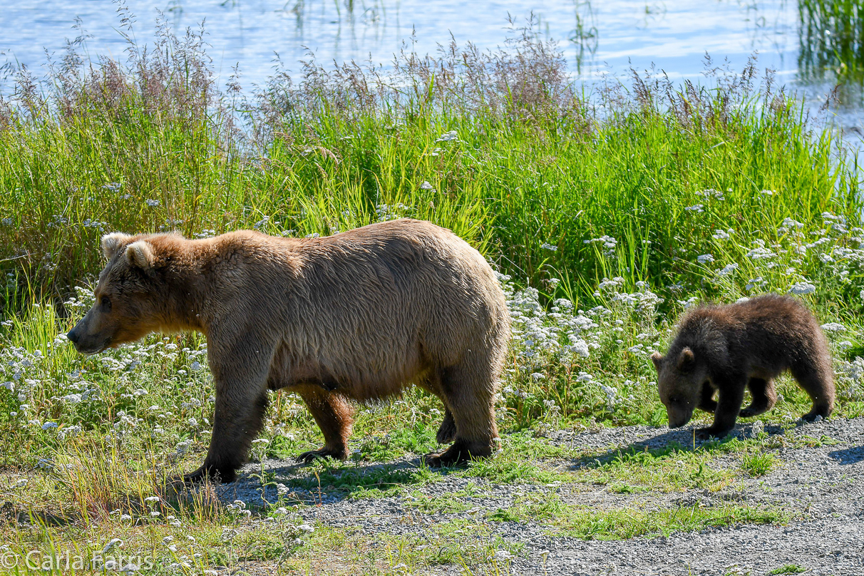 Beadnose(409) & cubs