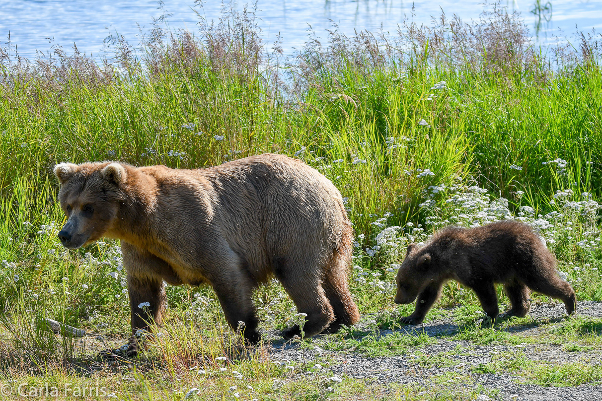 Beadnose(409) & cubs