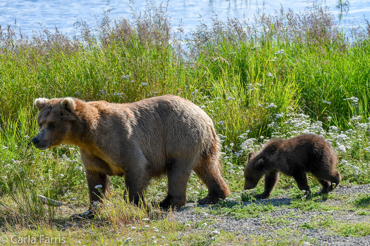 Beadnose(409) & cubs