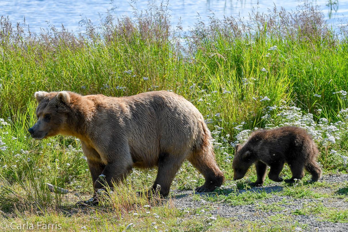 Beadnose(409) & cubs