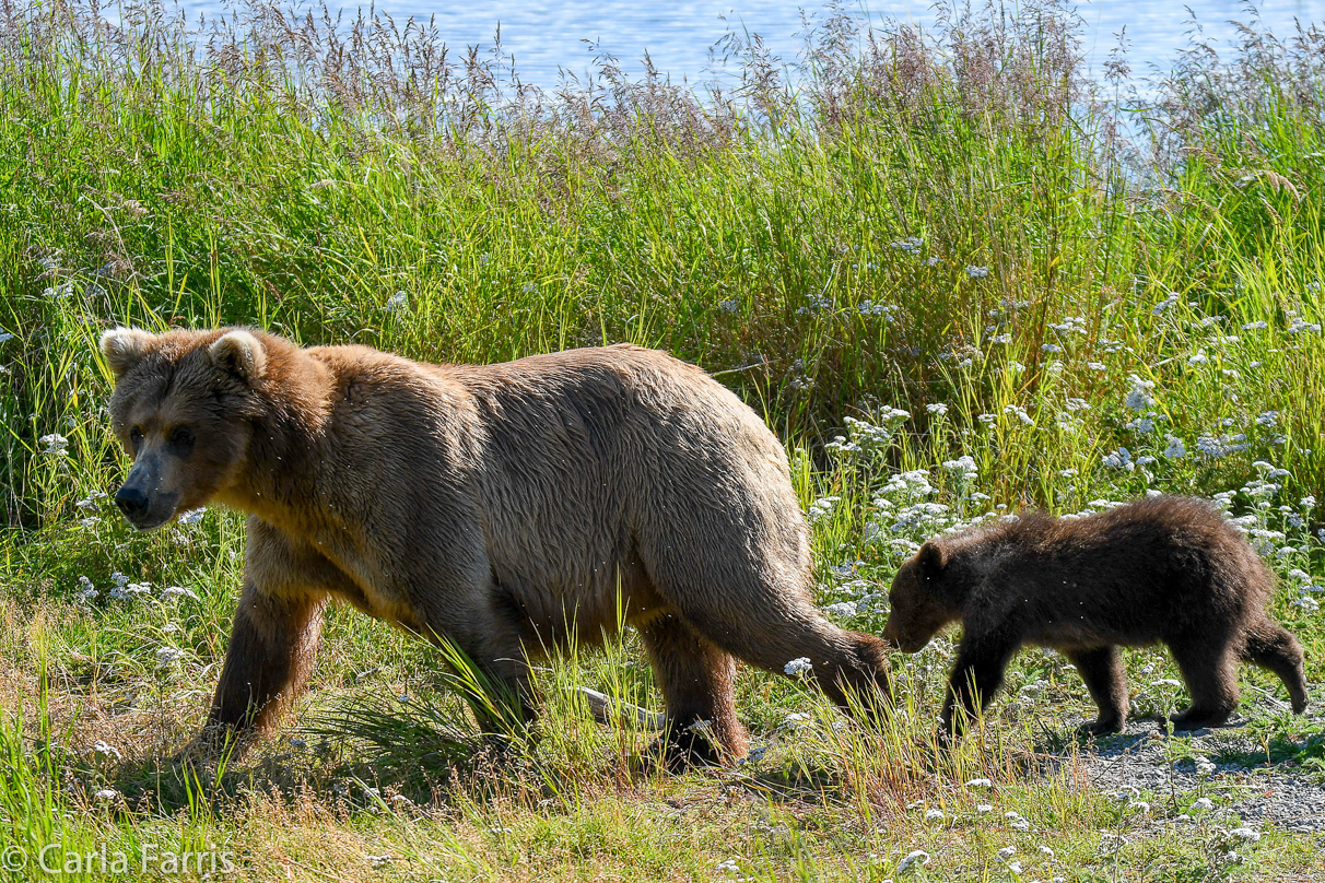 Beadnose(409) & cubs