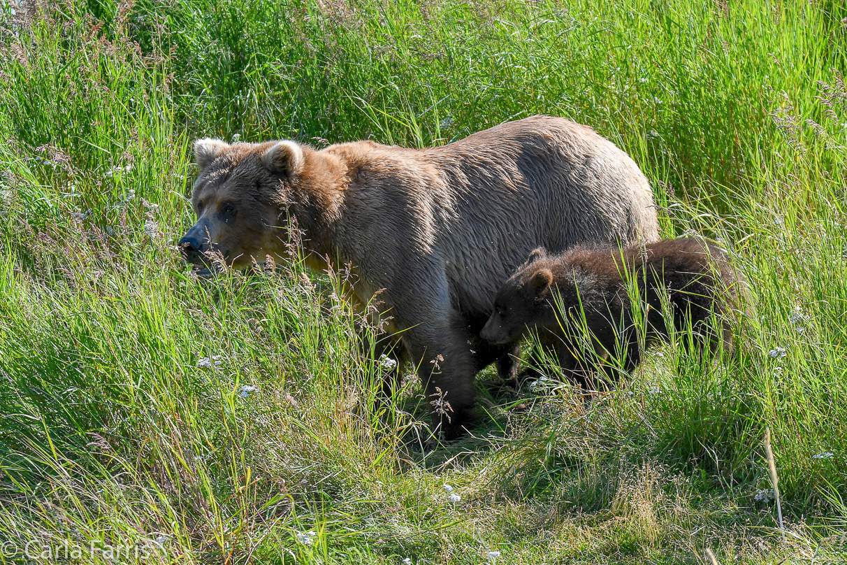 Beadnose(409) & cubs