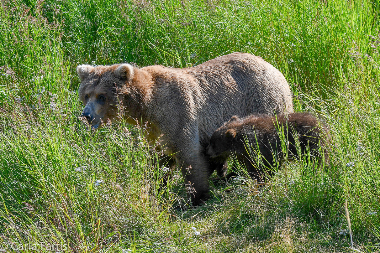 Beadnose(409) & cubs