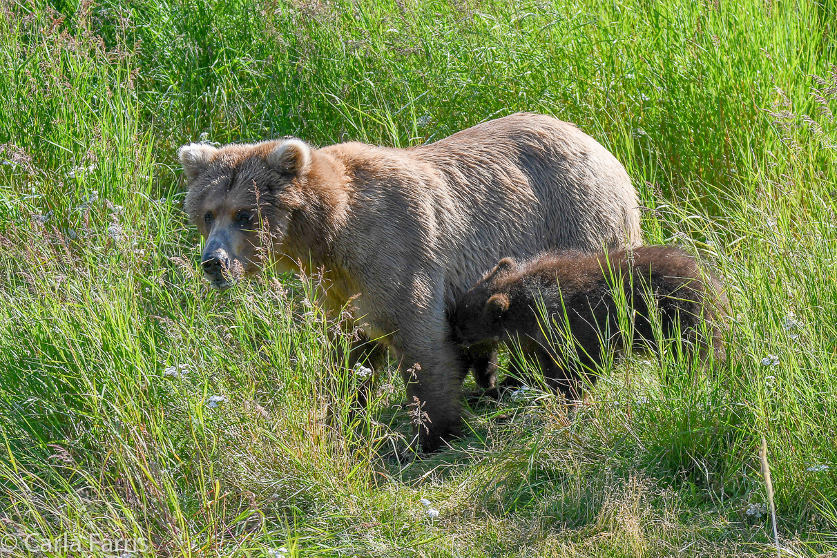 Beadnose(409) & cubs