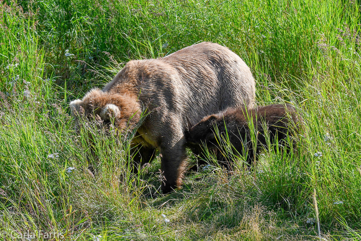 Beadnose(409) & cubs