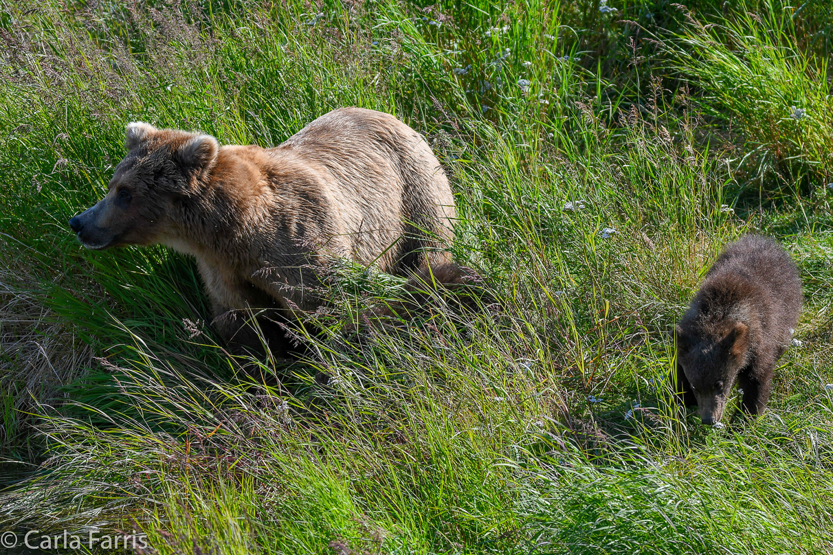 Beadnose(409) & cubs