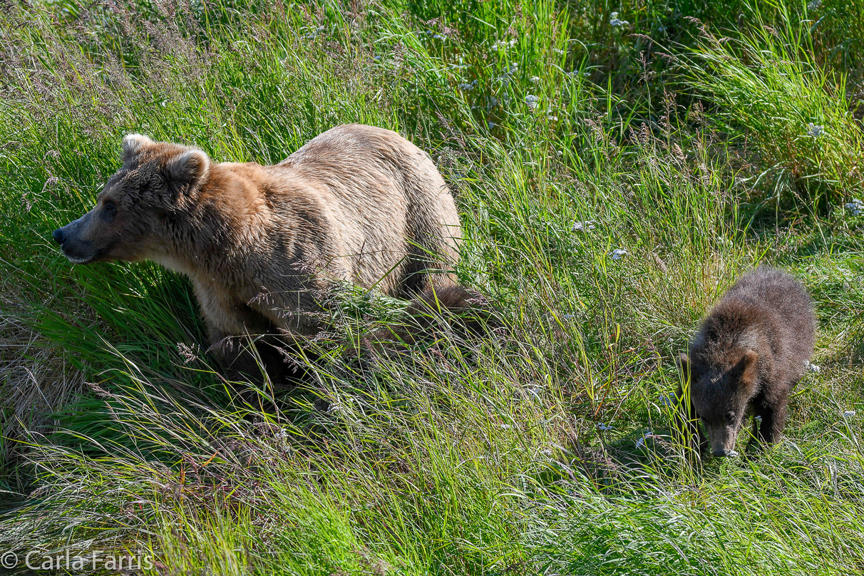 Beadnose(409) & cubs