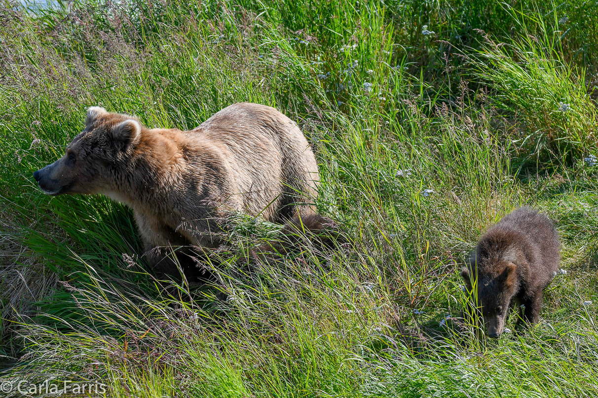 Beadnose(409) & cubs