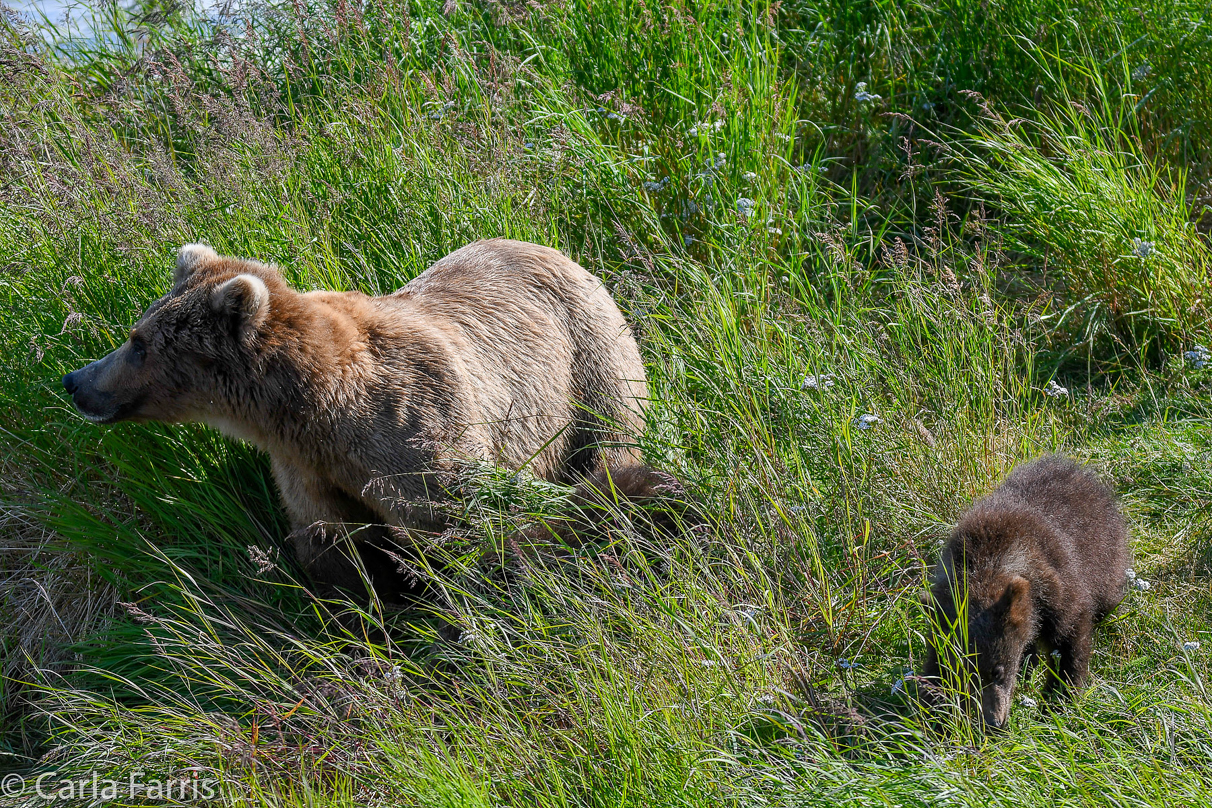 Beadnose(409) & cubs