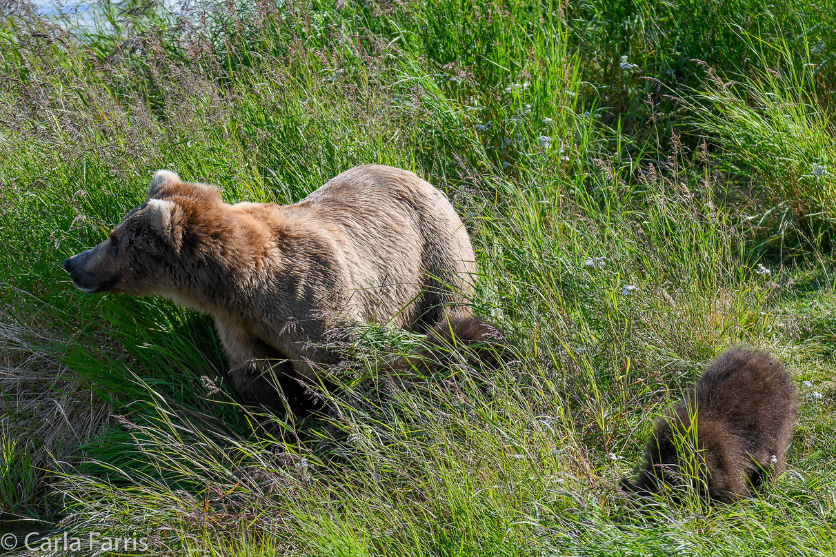 Beadnose(409) & cubs