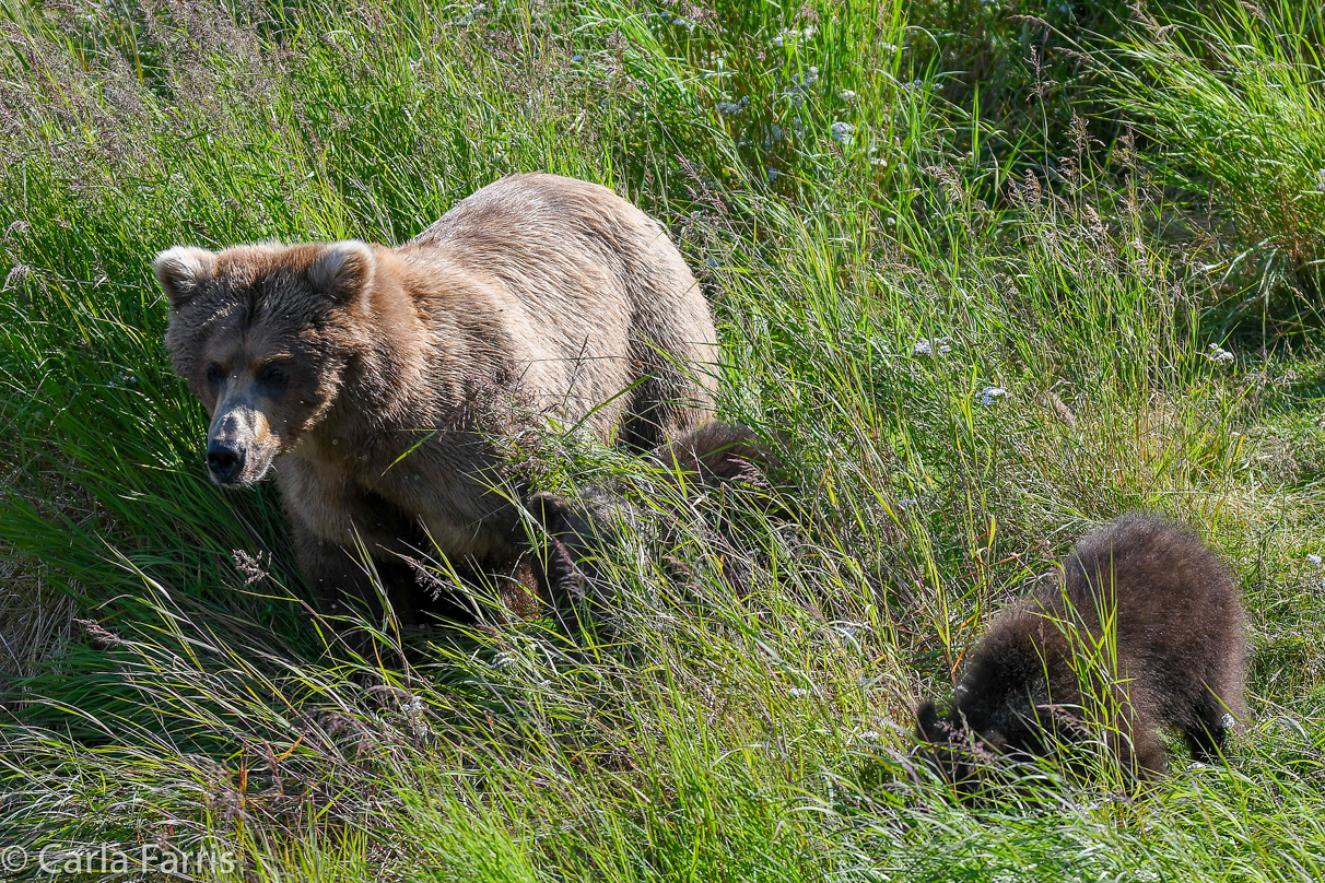 Beadnose(409) & cubs