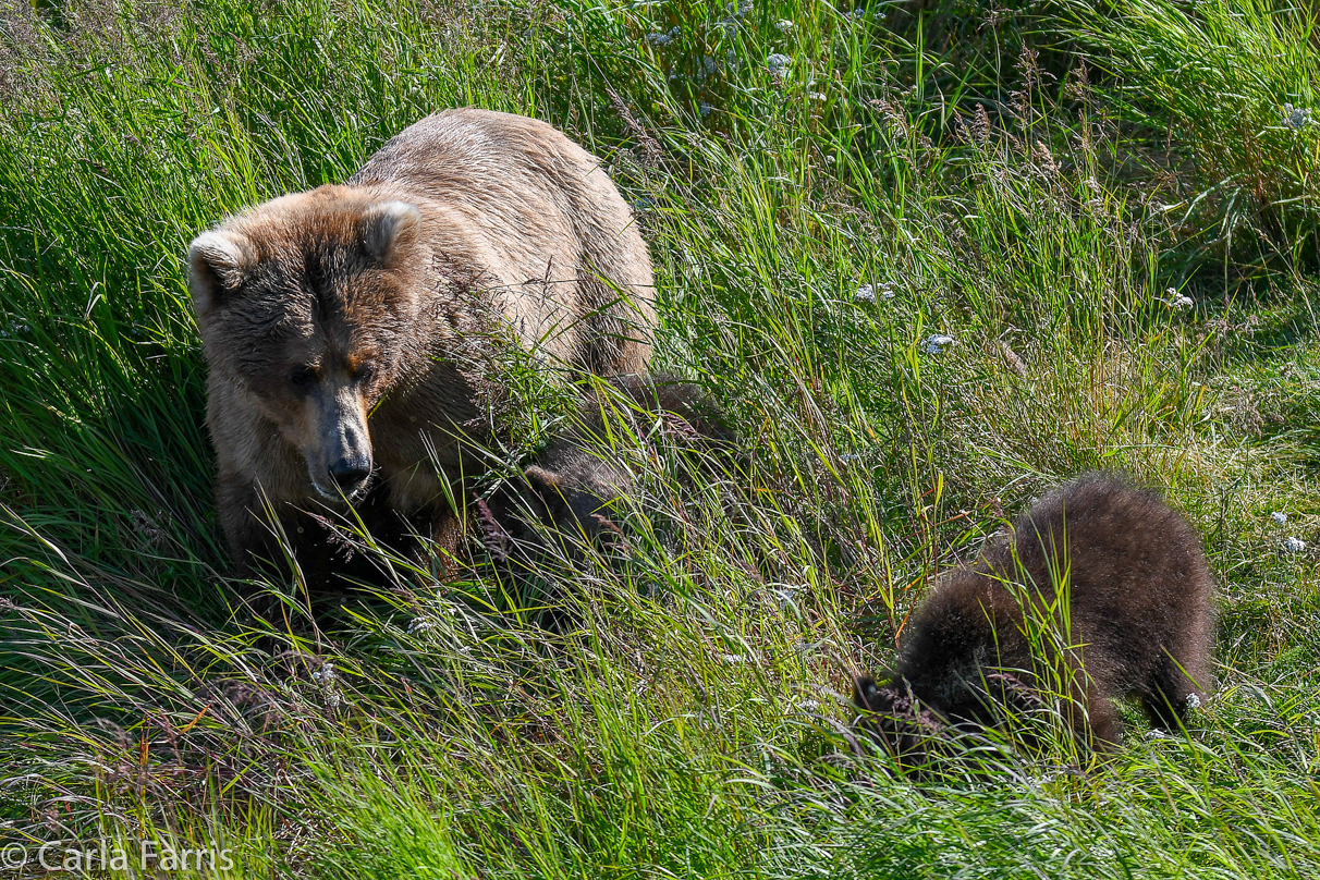 Beadnose(409) & cubs