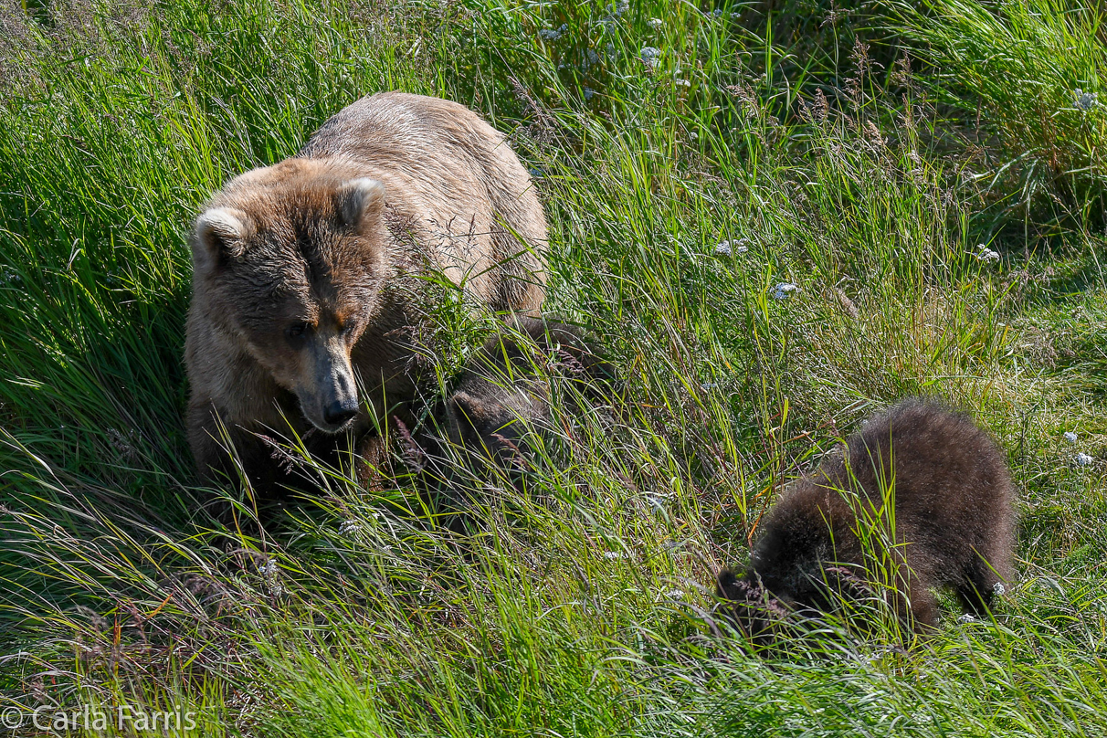 Beadnose(409) & cubs