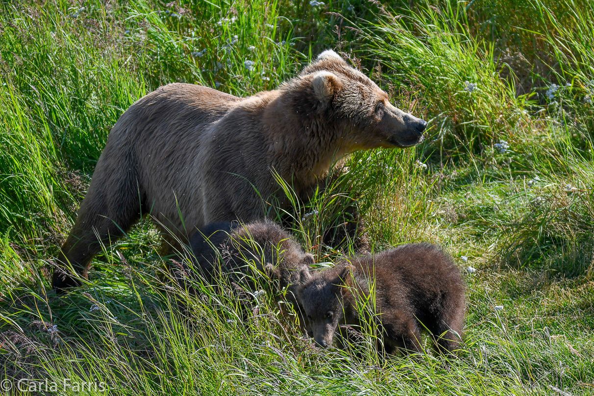 Beadnose(409) & cubs