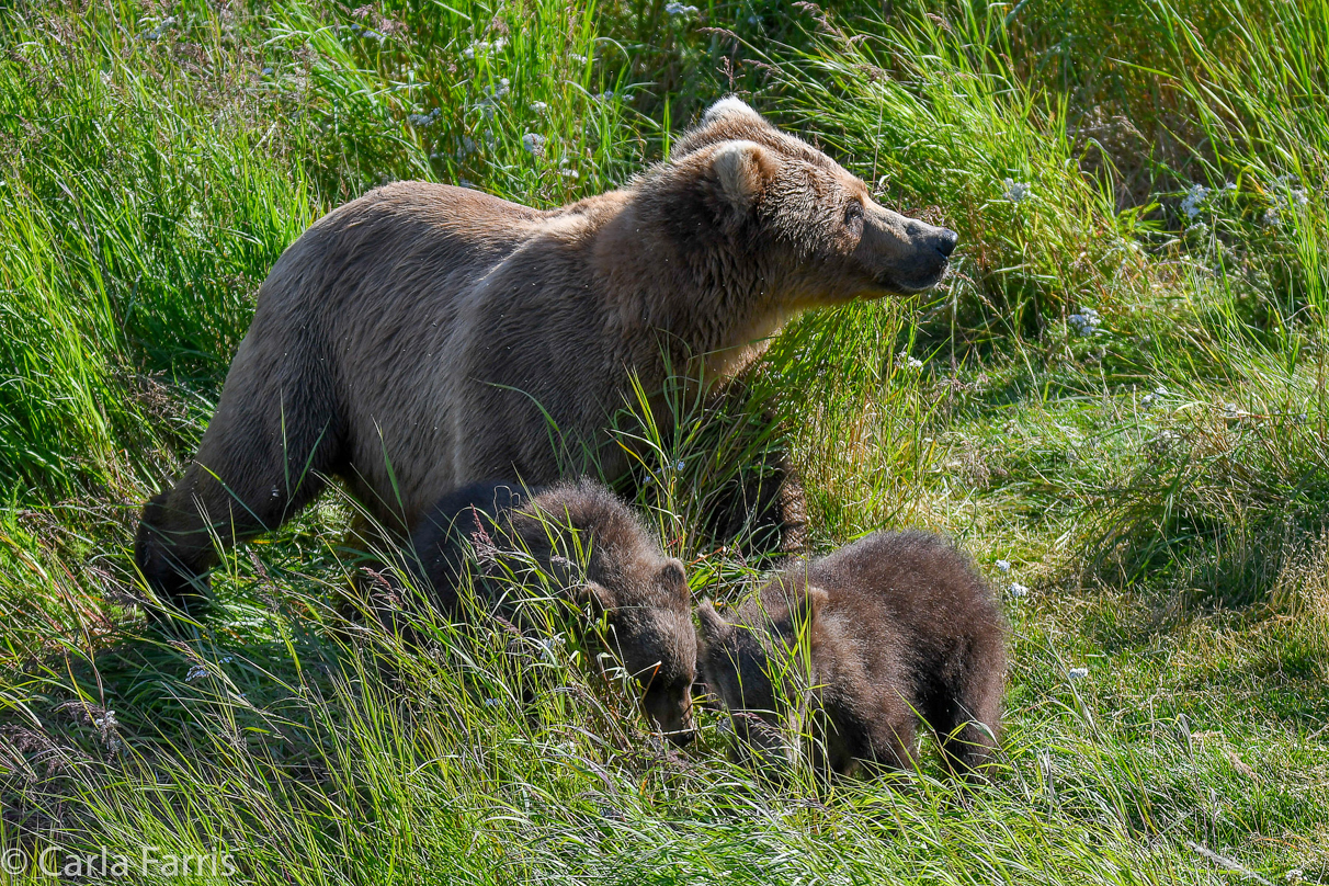 Beadnose(409) & cubs