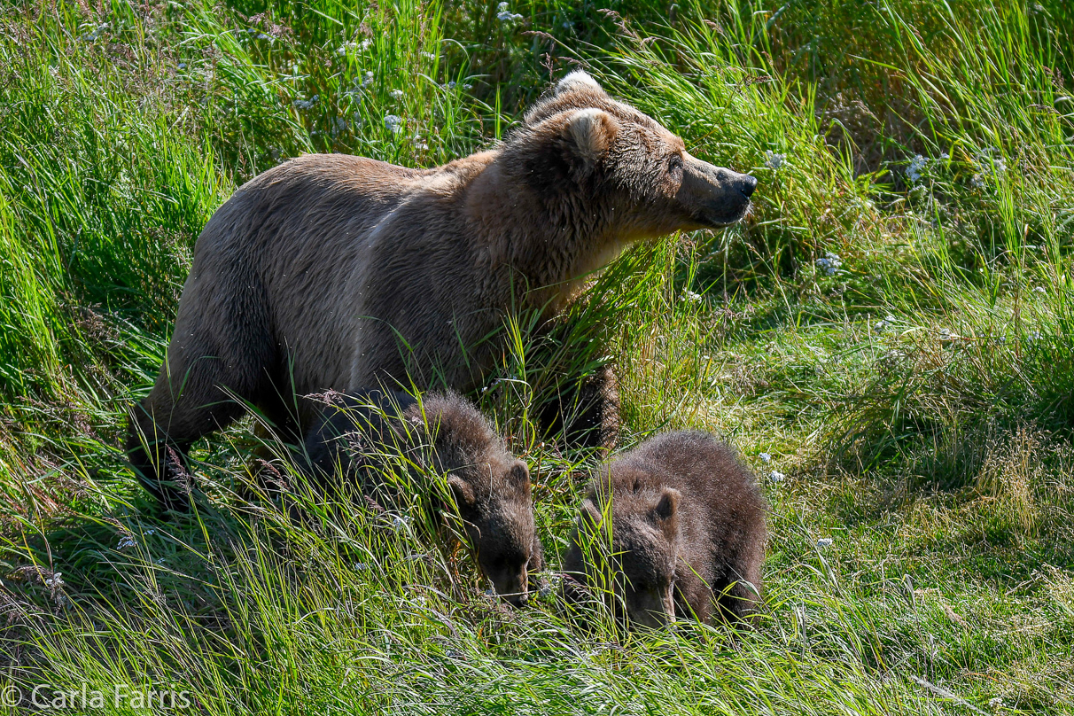 Beadnose(409) & cubs