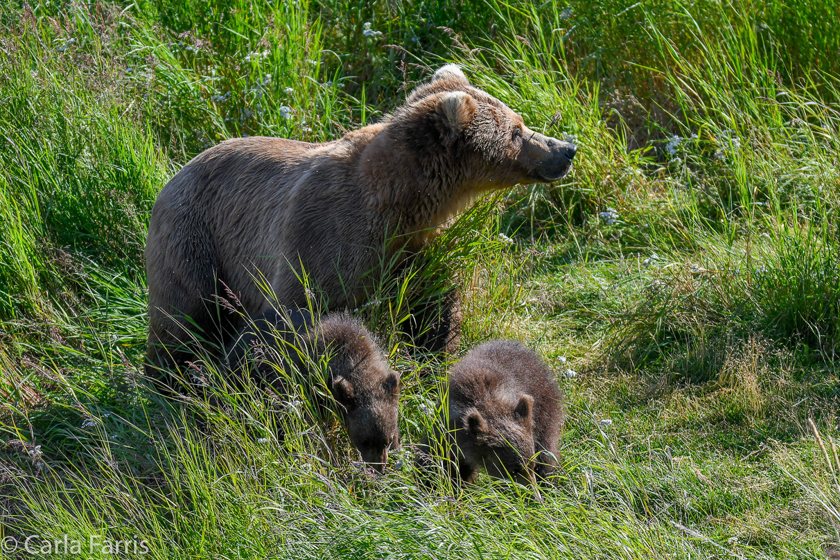 Beadnose(409) & cubs