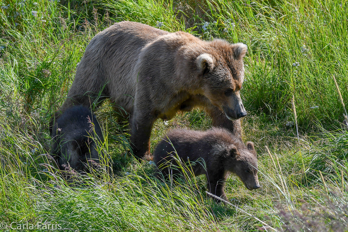 Beadnose(409) & cubs