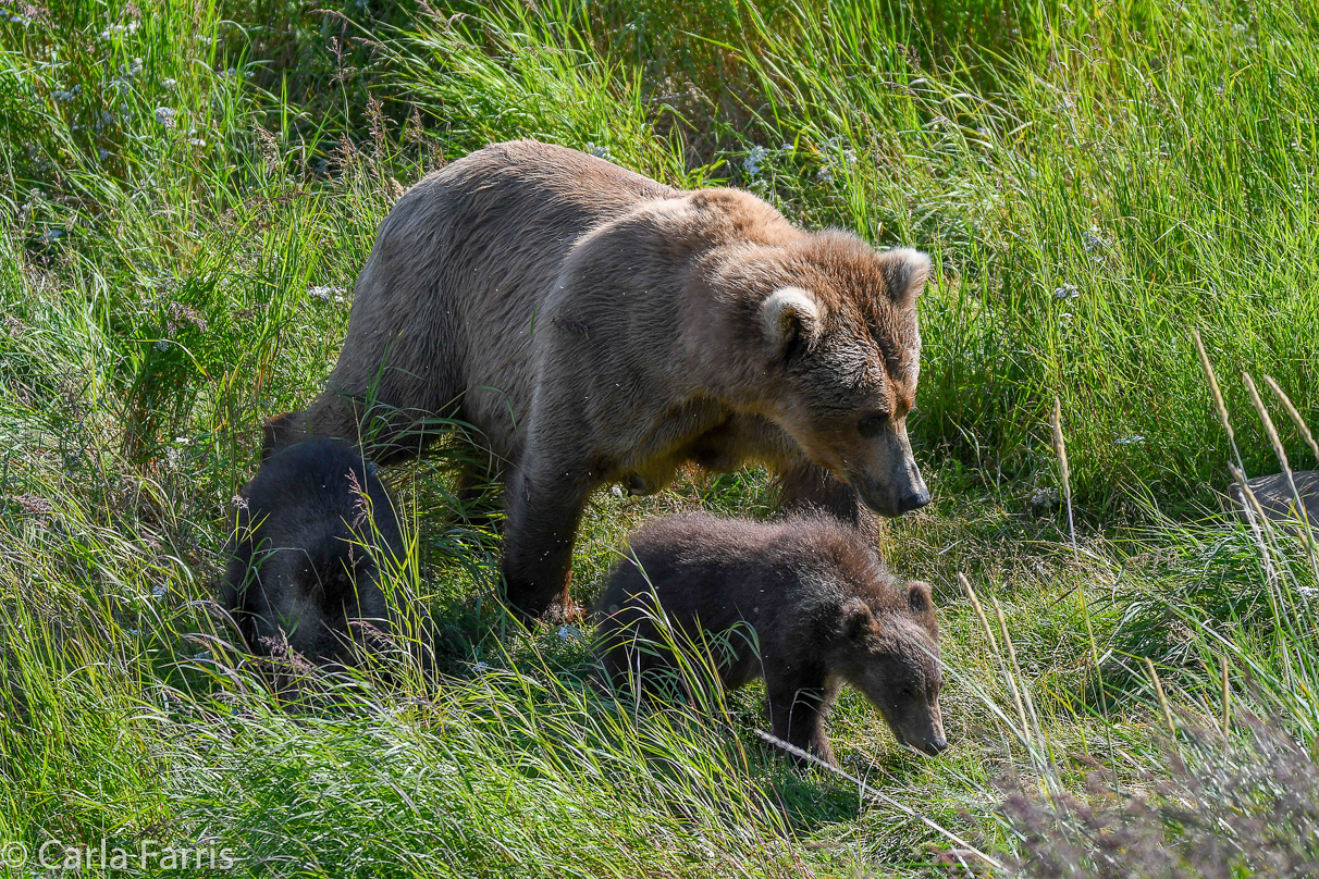 Beadnose(409) & cubs