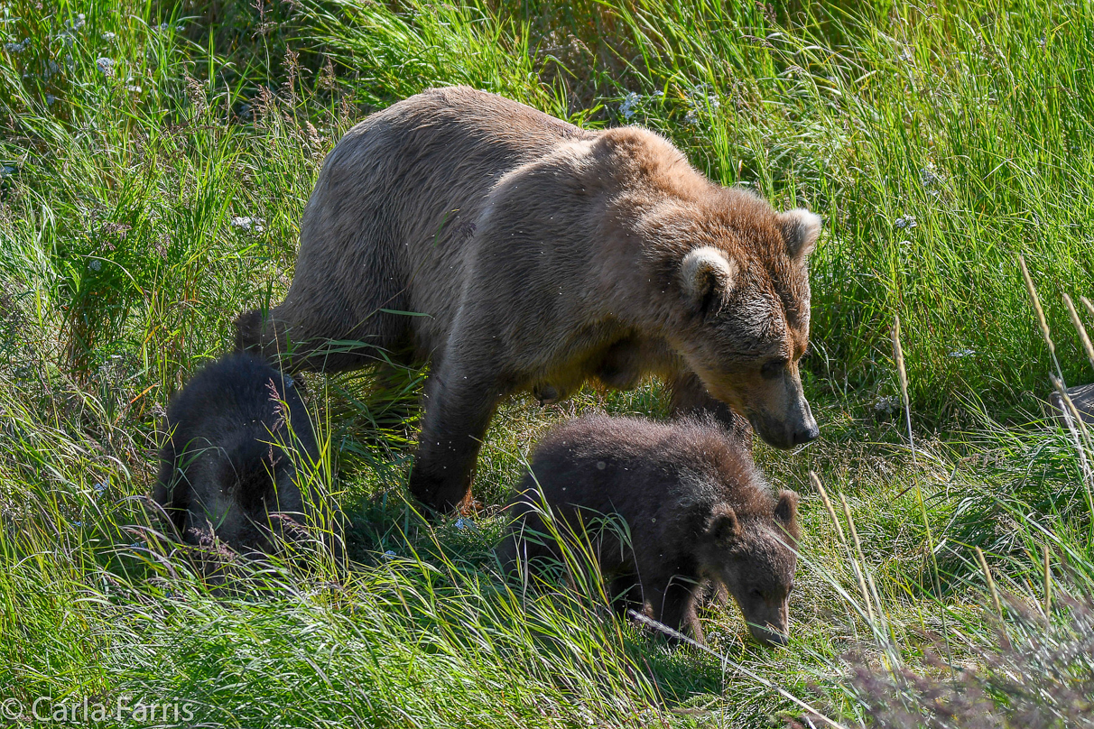 Beadnose(409) & cubs