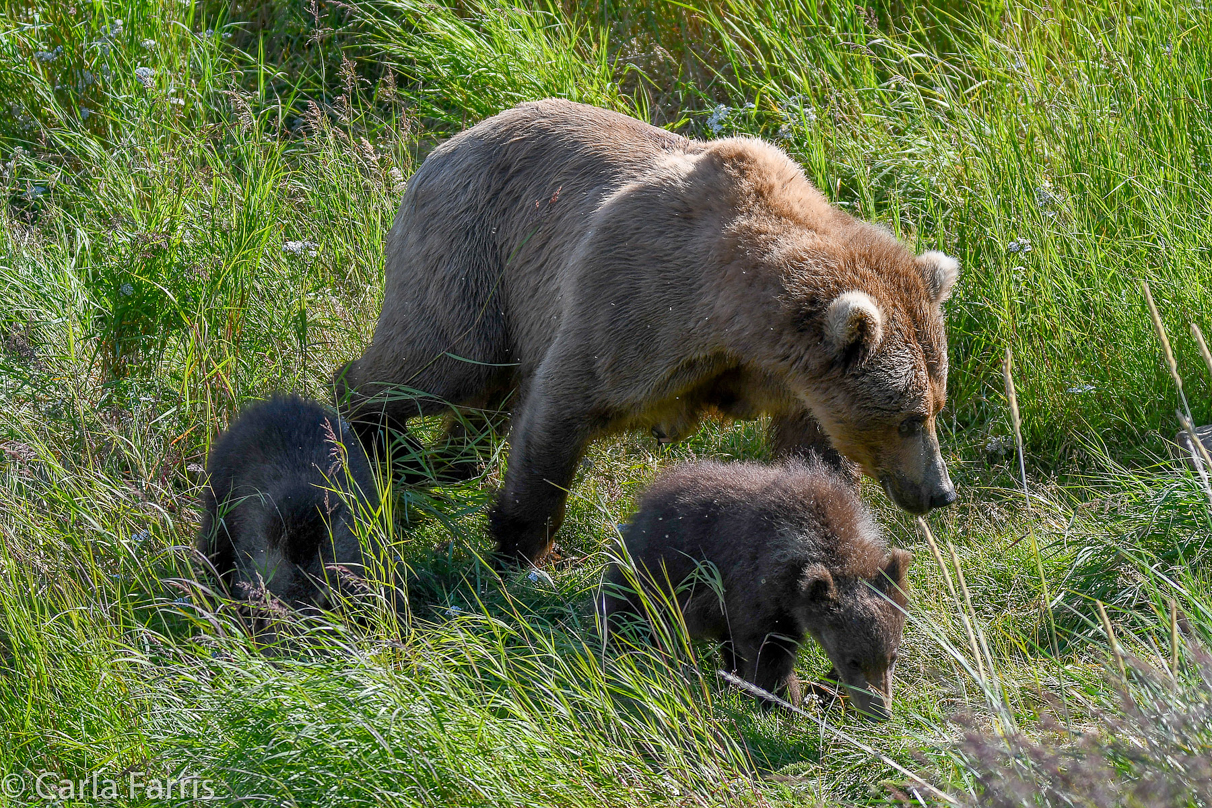 Beadnose(409) & cubs