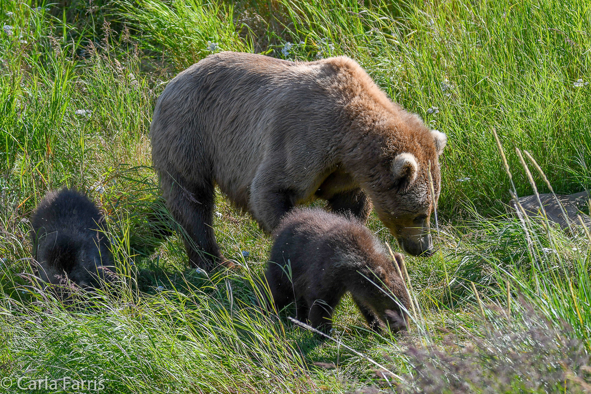 Beadnose(409) & cubs