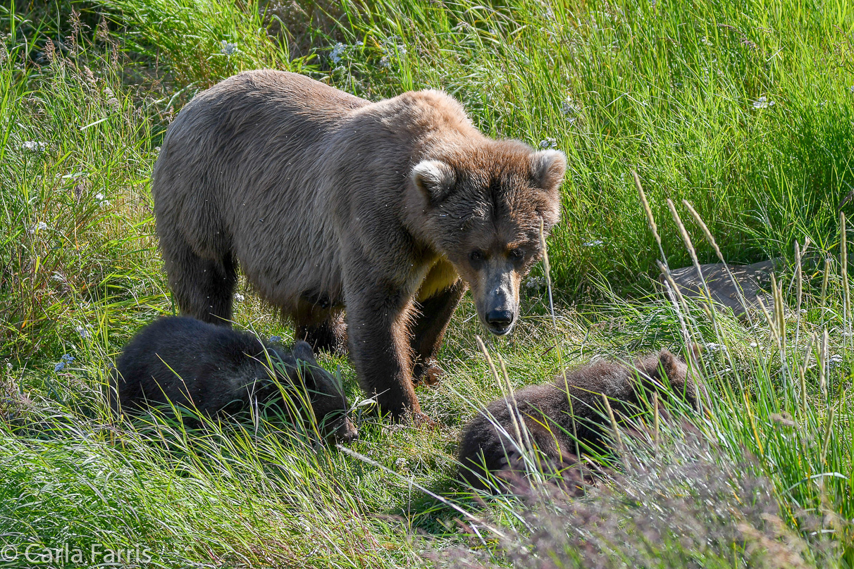 Beadnose(409) & cubs