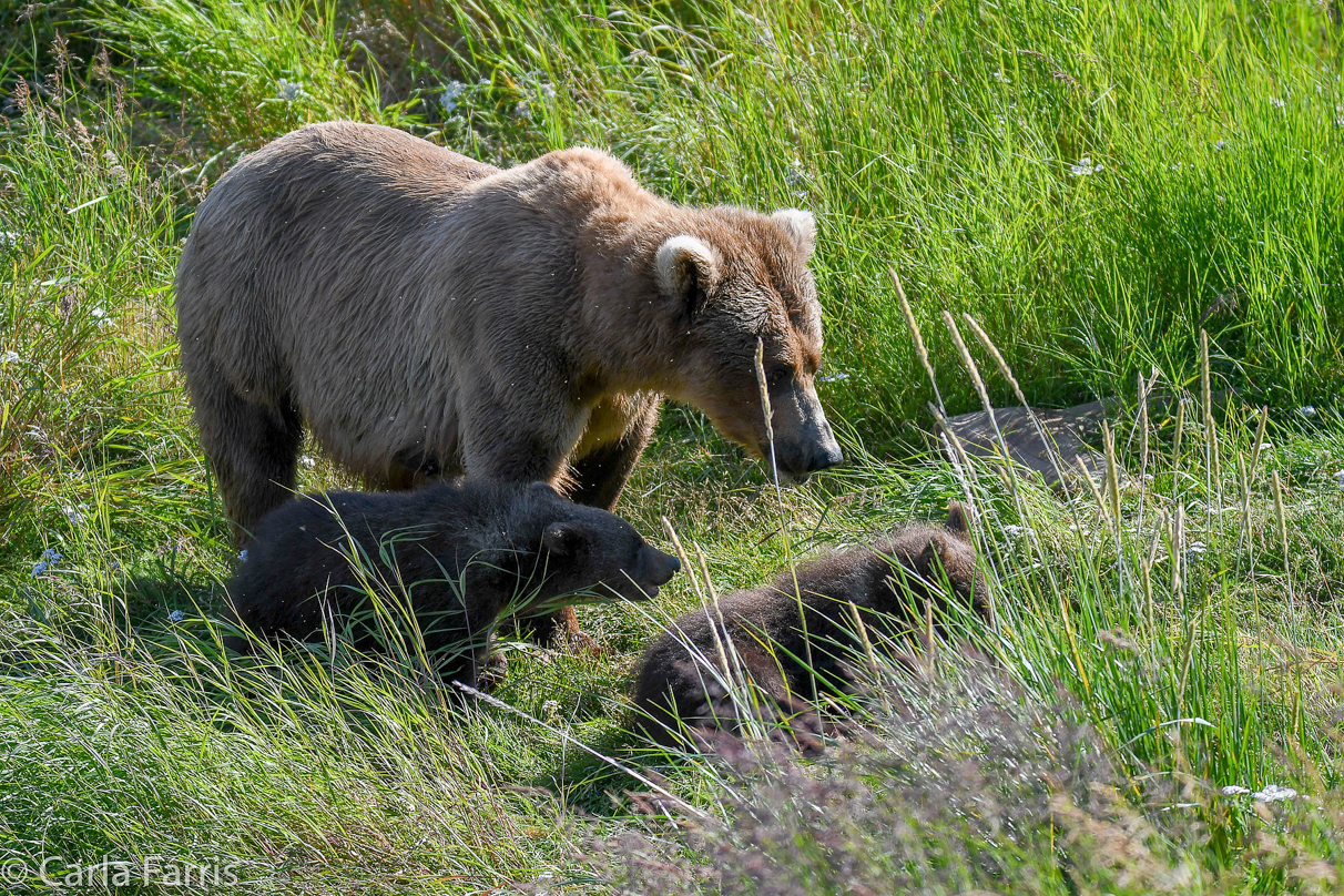 Beadnose(409) & cubs