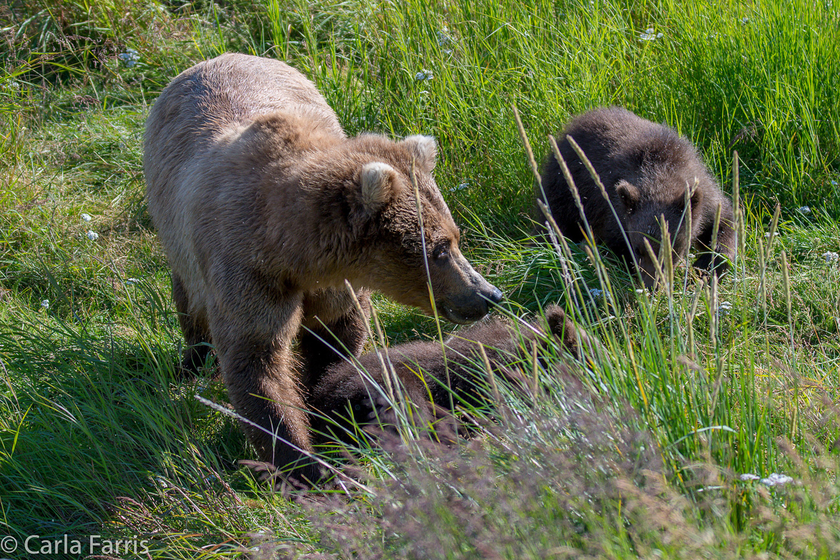 Beadnose(409) & cubs