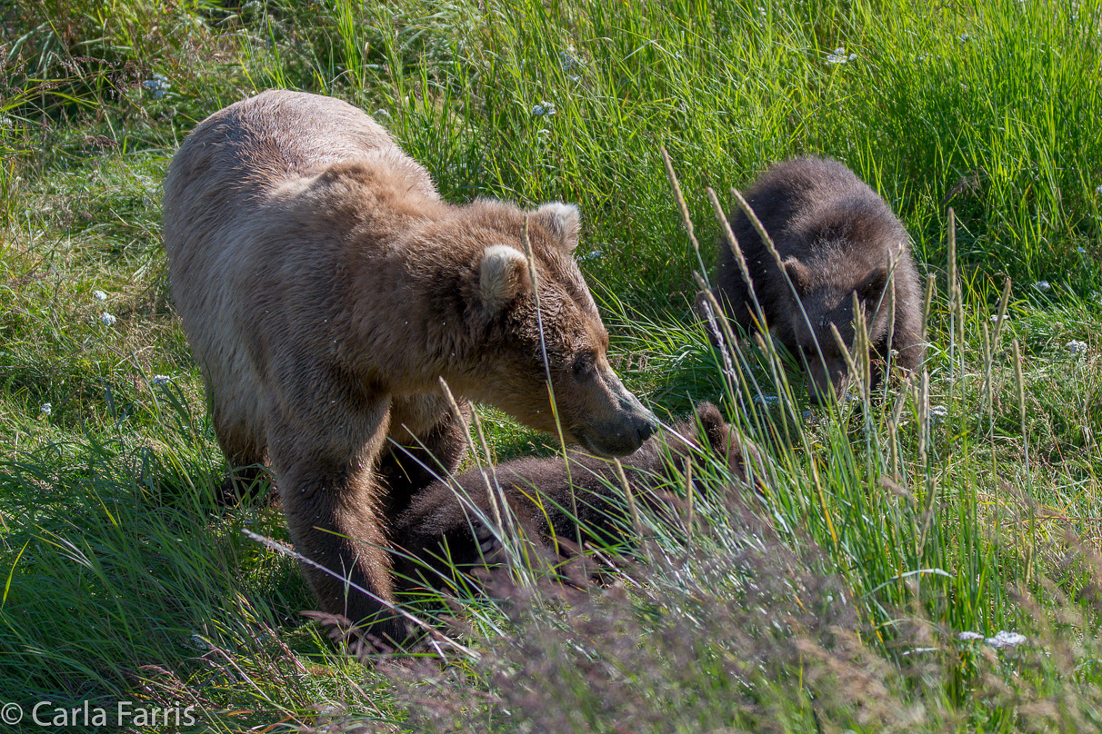 Beadnose(409) & cubs