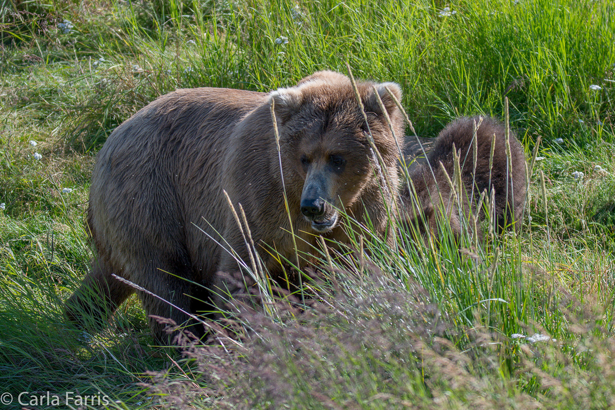 Beadnose(409) & cubs