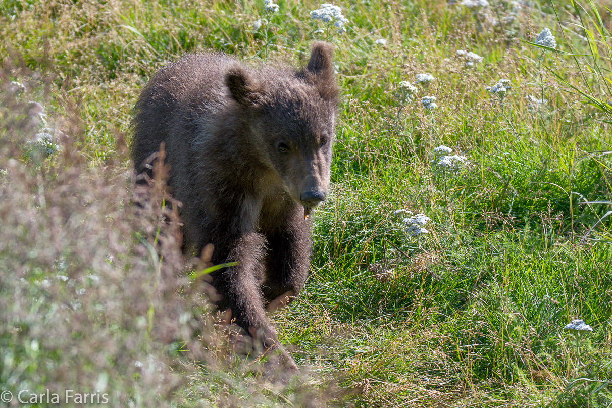 Beadnose's (409) cubs