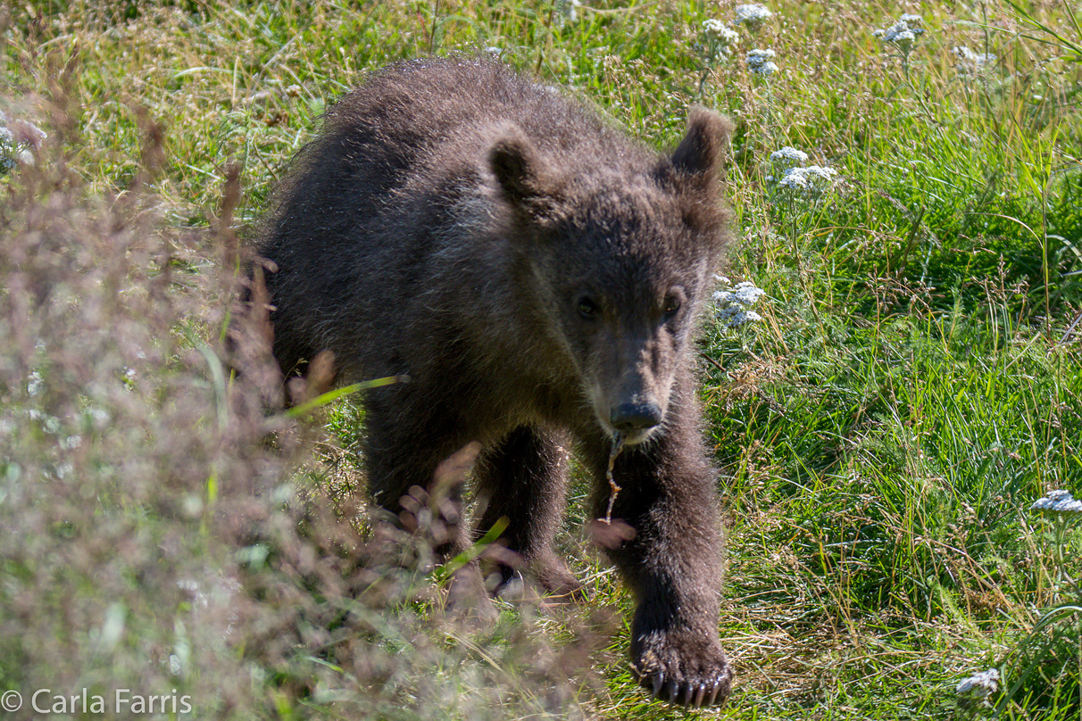 Beadnose's (409) cubs