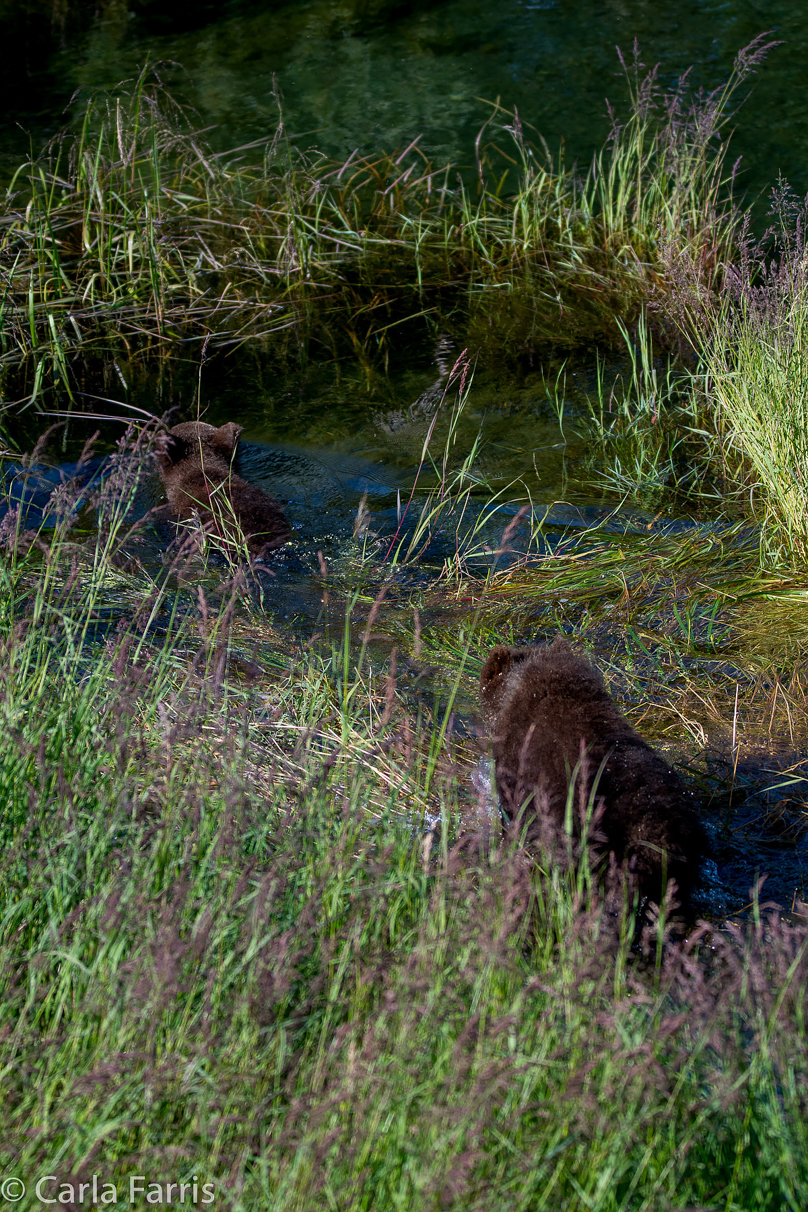 Beadnose's (409) cubs