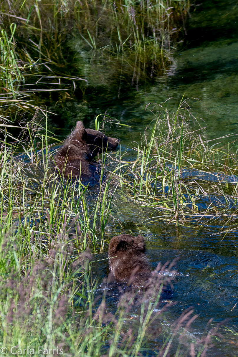 Beadnose's (409) cubs