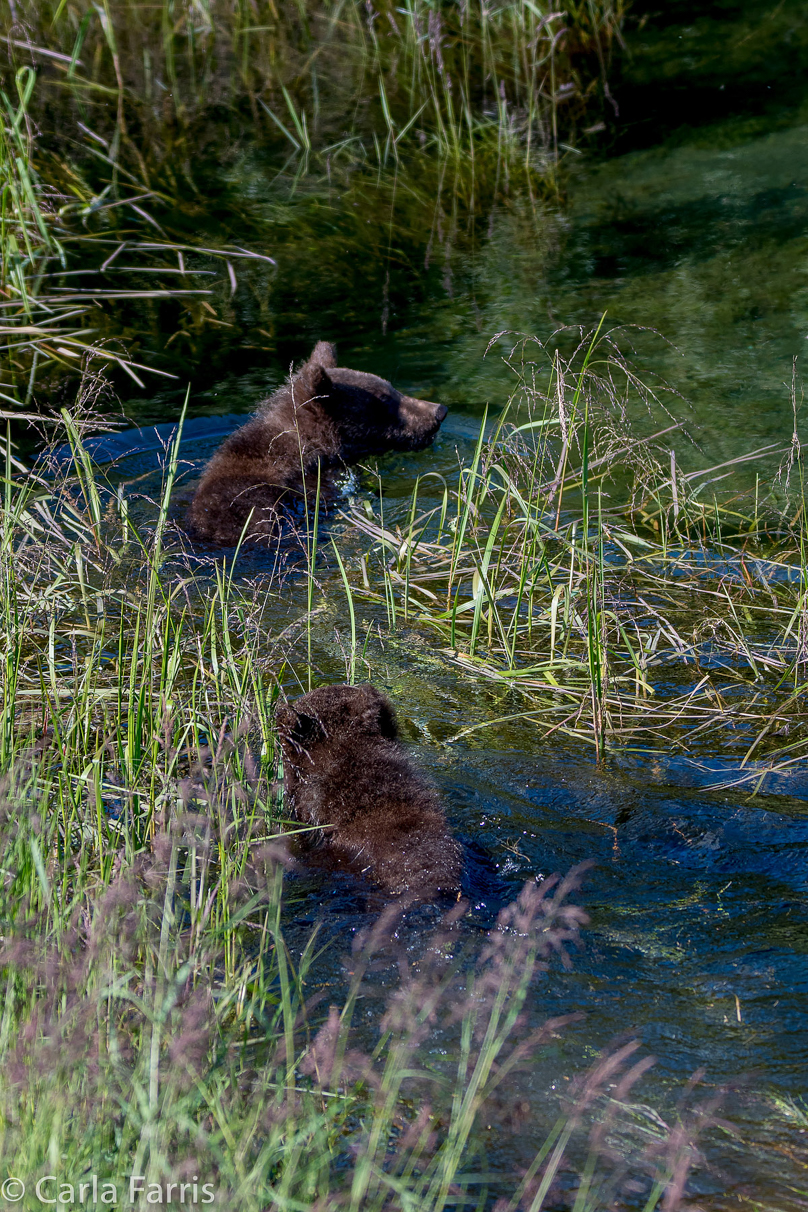 Beadnose's (409) cubs