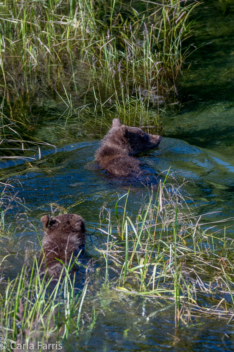 Beadnose's (409) cubs