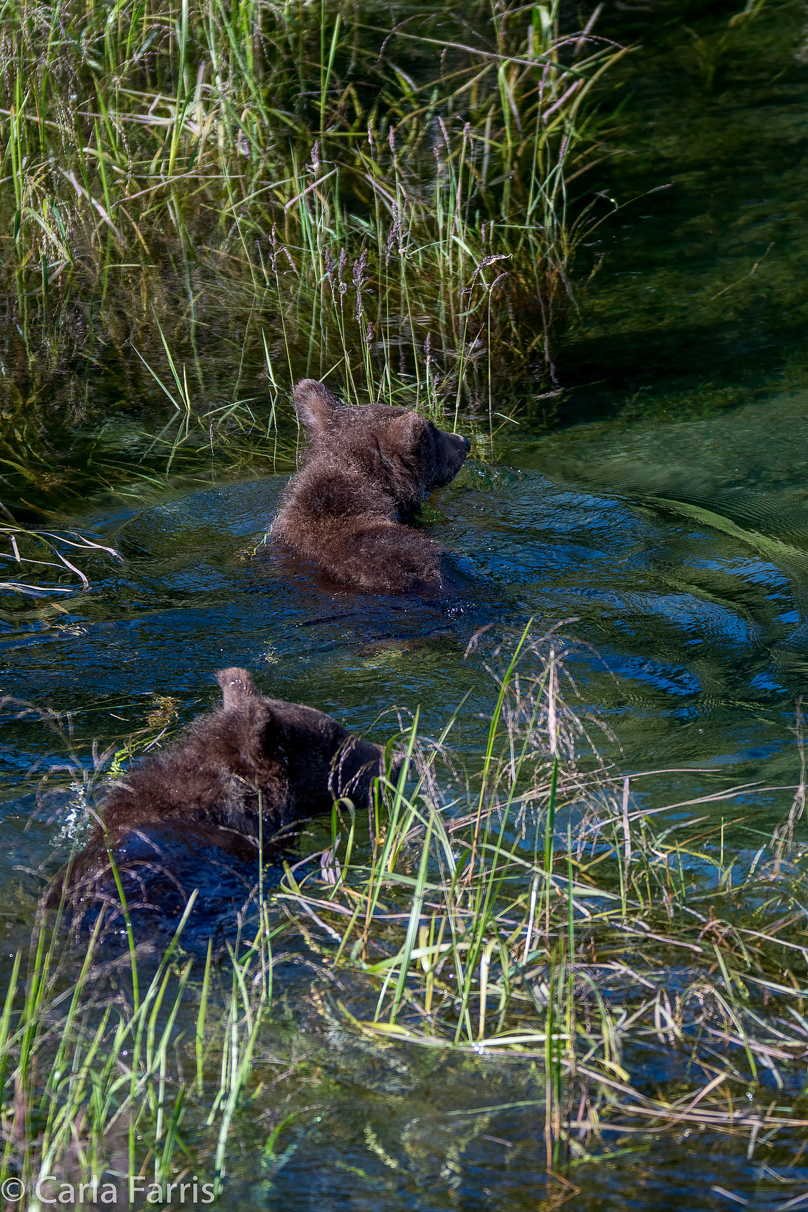 Beadnose's (409) cubs