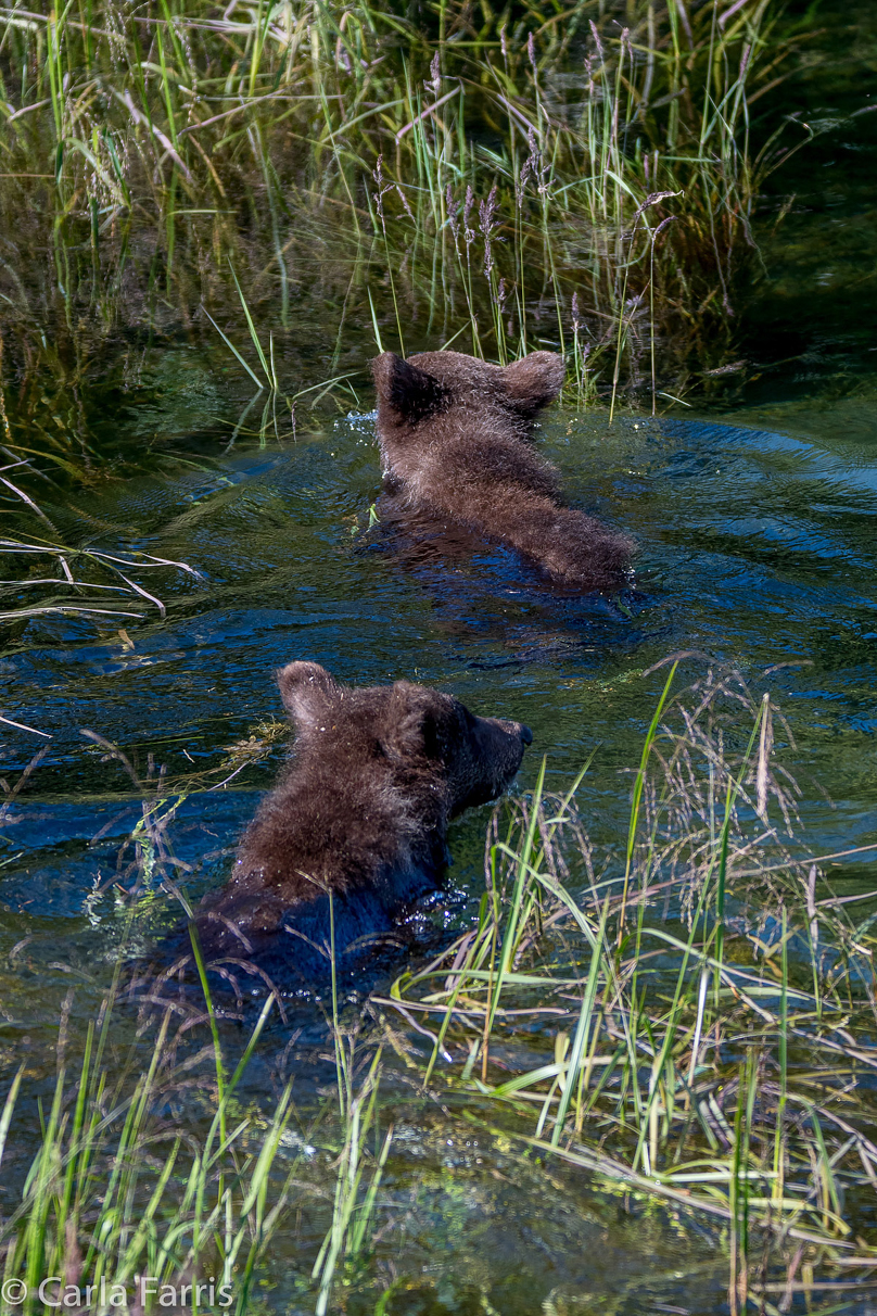 Beadnose's (409) cubs