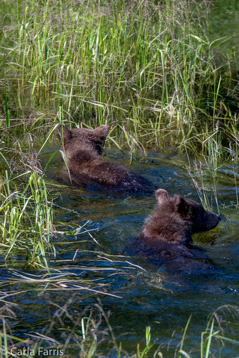 Beadnose's (409) cubs