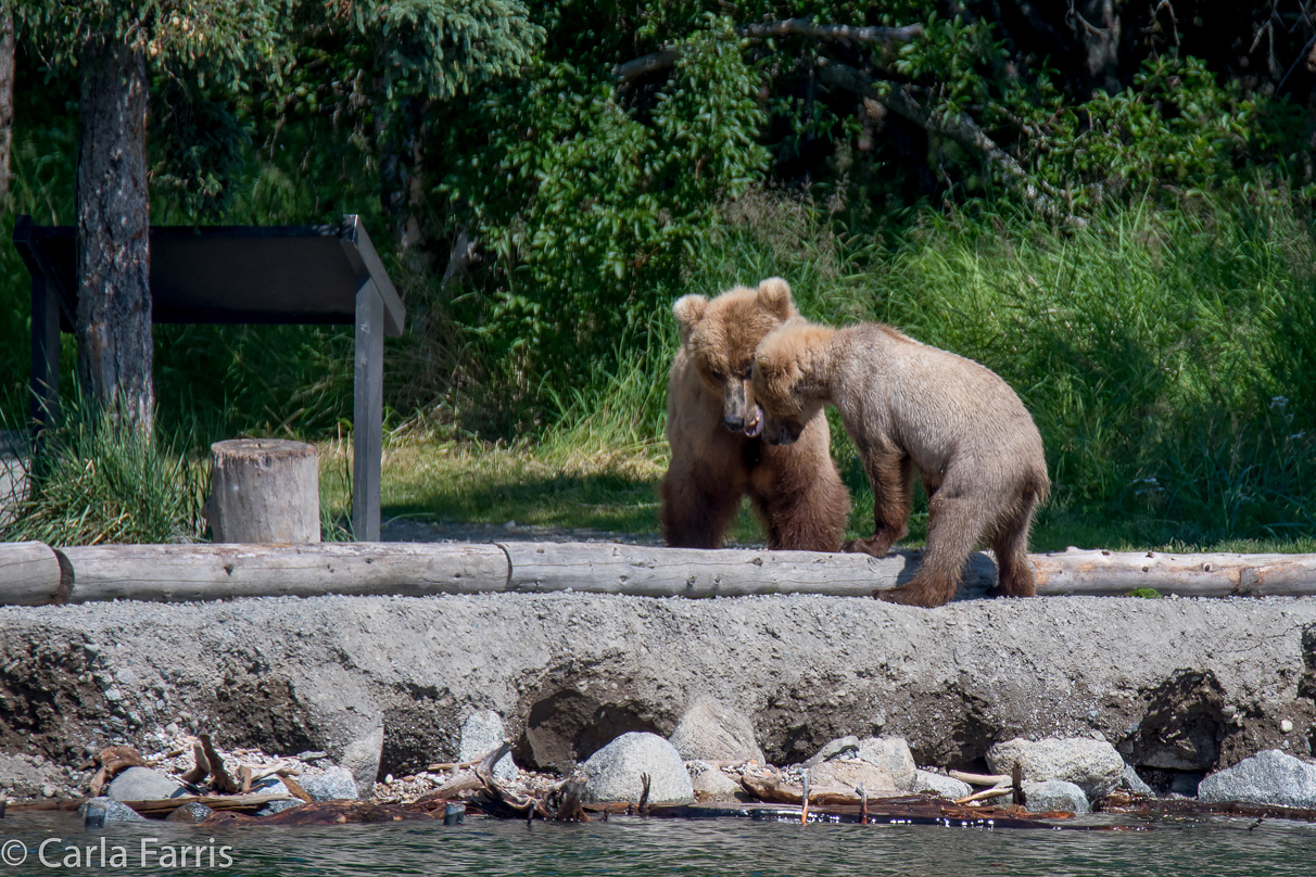 273 & cub (aka Velcro)