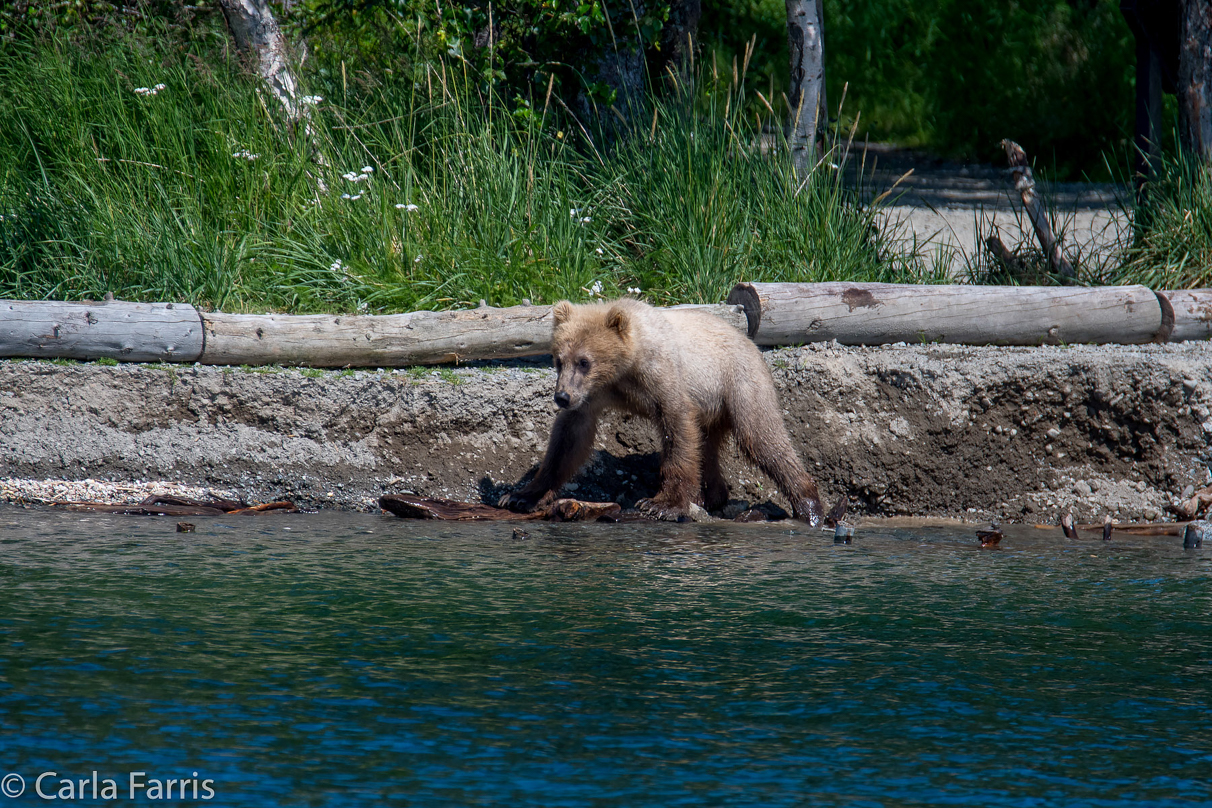 273's cub (aka Velcro)