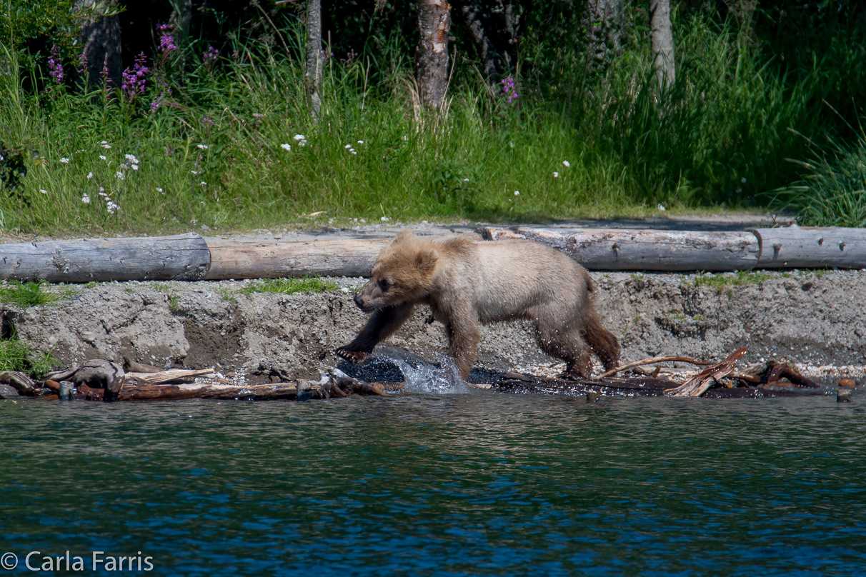 273's cub (aka Velcro)